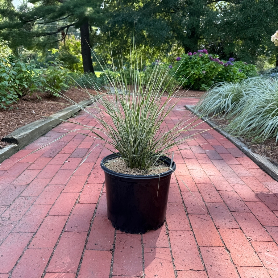 Calamagrostis acutiflora Hello Spring!™