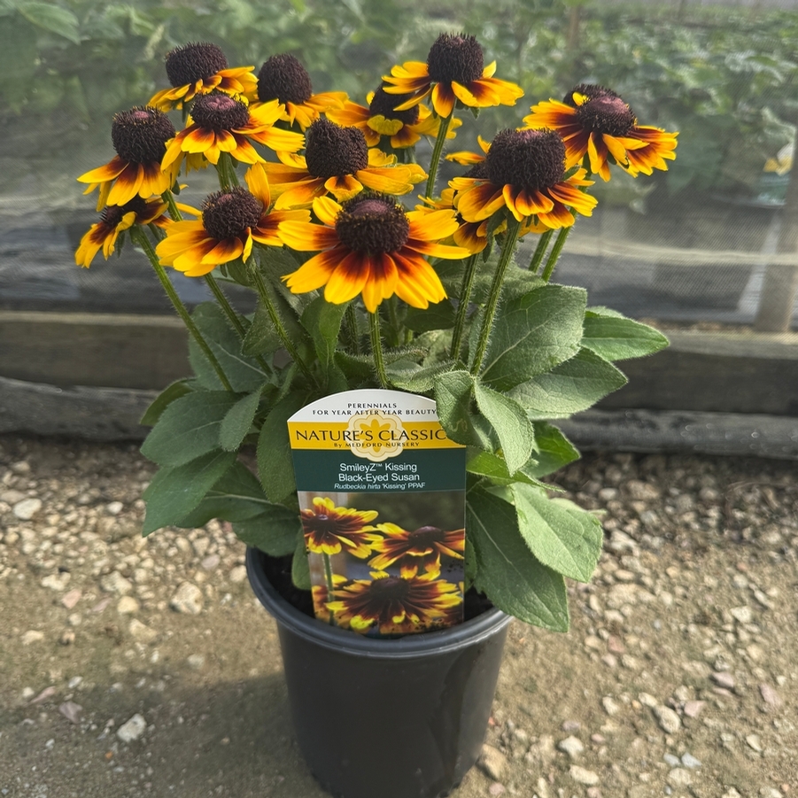 Rudbeckia SmileyZ&trade; SmileyZ™ Kissing