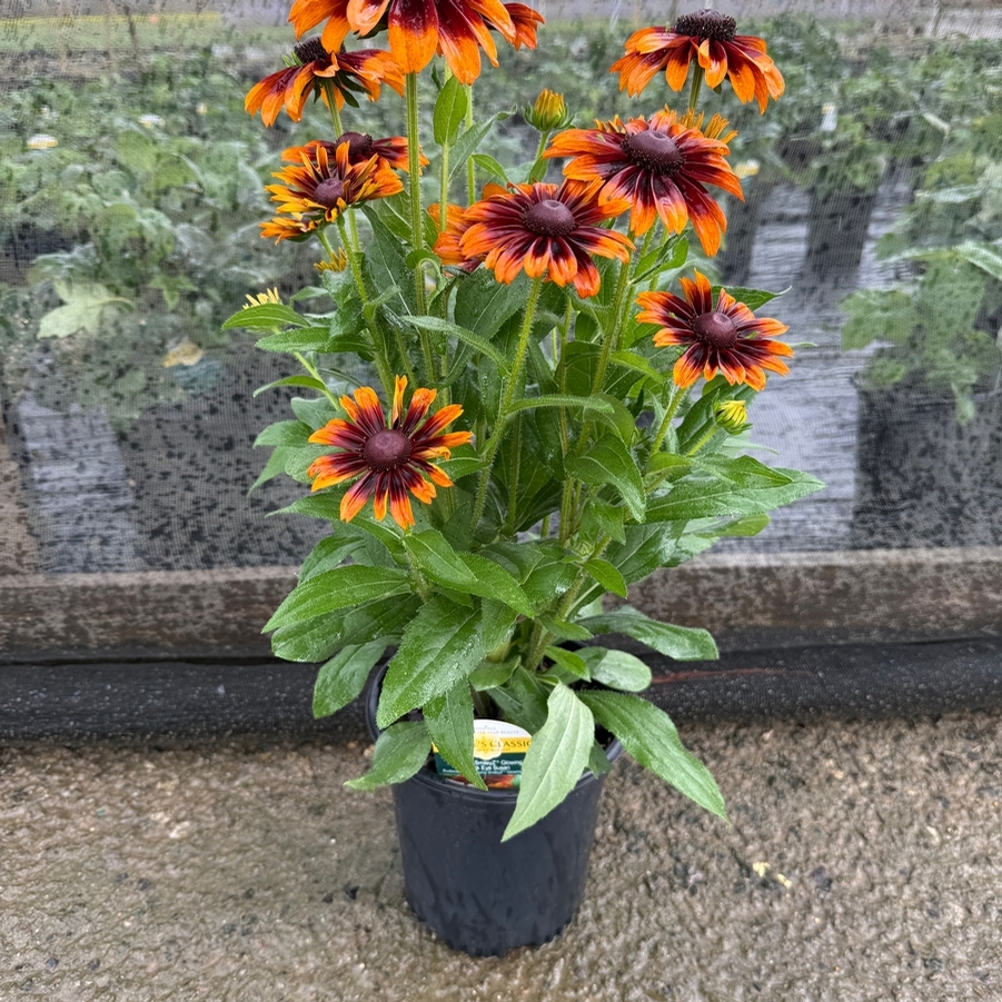 Rudbeckia SmileyZ&trade; SmileyZ™ Glowing