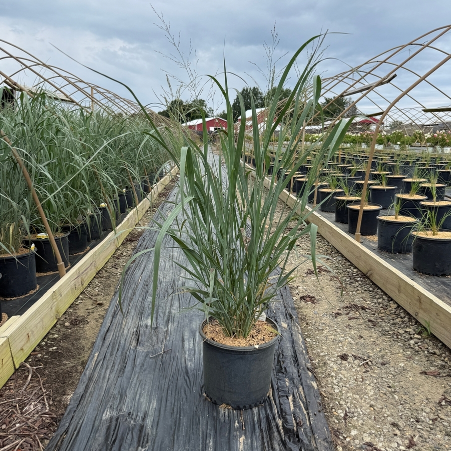 Panicum virgatum Dallas Blues PP11202
