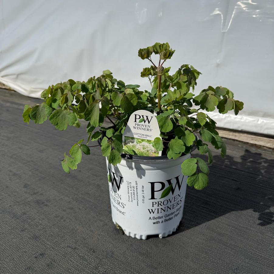 Thalictrum Cotton Ball PPAF