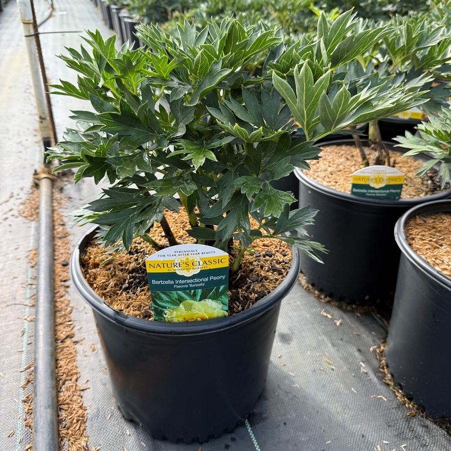 Paeonia Bartzella