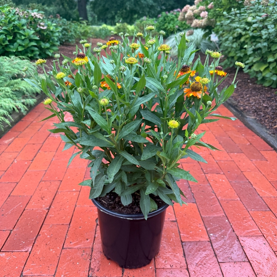Helenium Mardi Gras