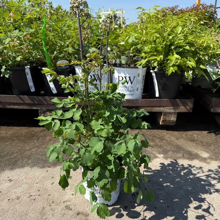 Thalictrum Cotton Candy PPAF