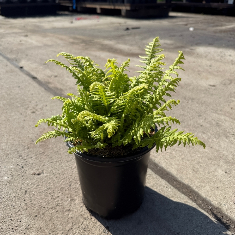 Thelypteris decursive-pinnata 