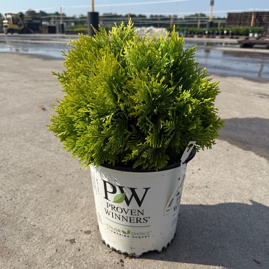 Thuja occidentalis Anna's Magic Ball® PP25868