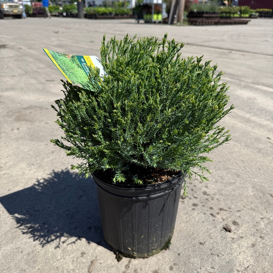 Thuja occidentalis Bobazam Mr. Bowling Ball®