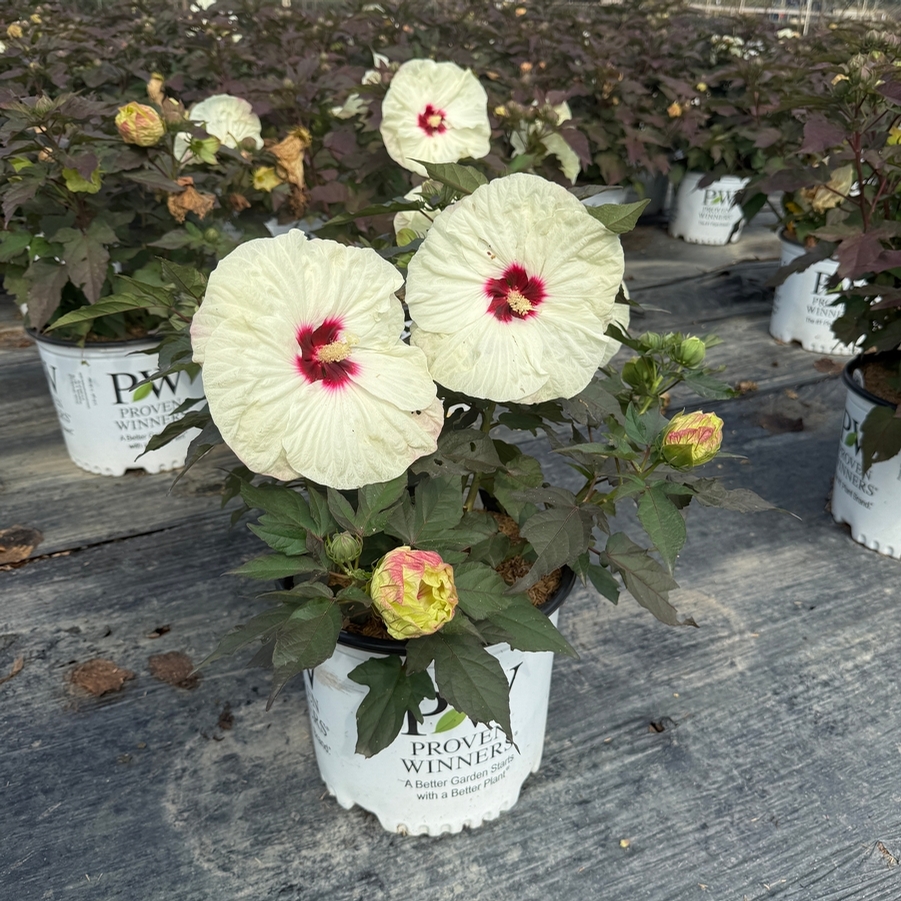 Hibiscus Summerific® Coconut Cream PPAF