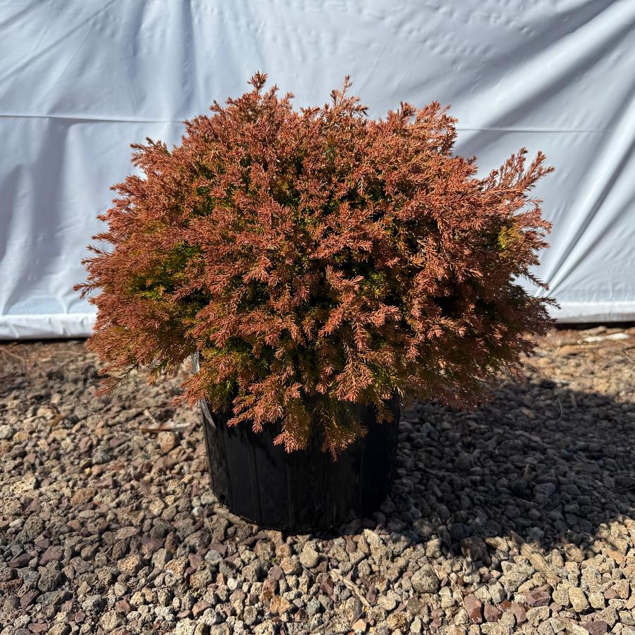 Thuja occidentalis Fire Chief™ PP19009