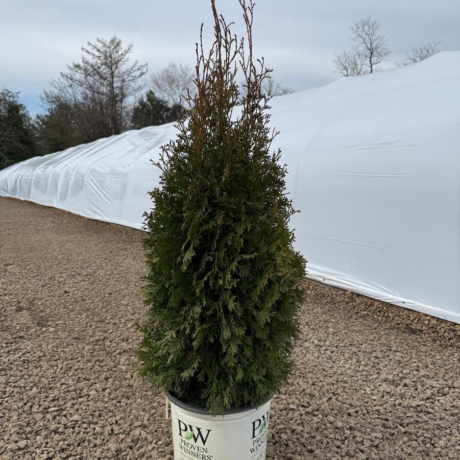 Thuja occidentalis North Pole® PP22174