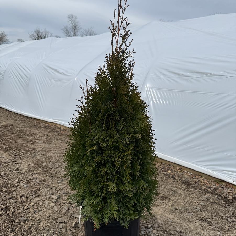 Thuja occidentalis Smaragd (Spiral)