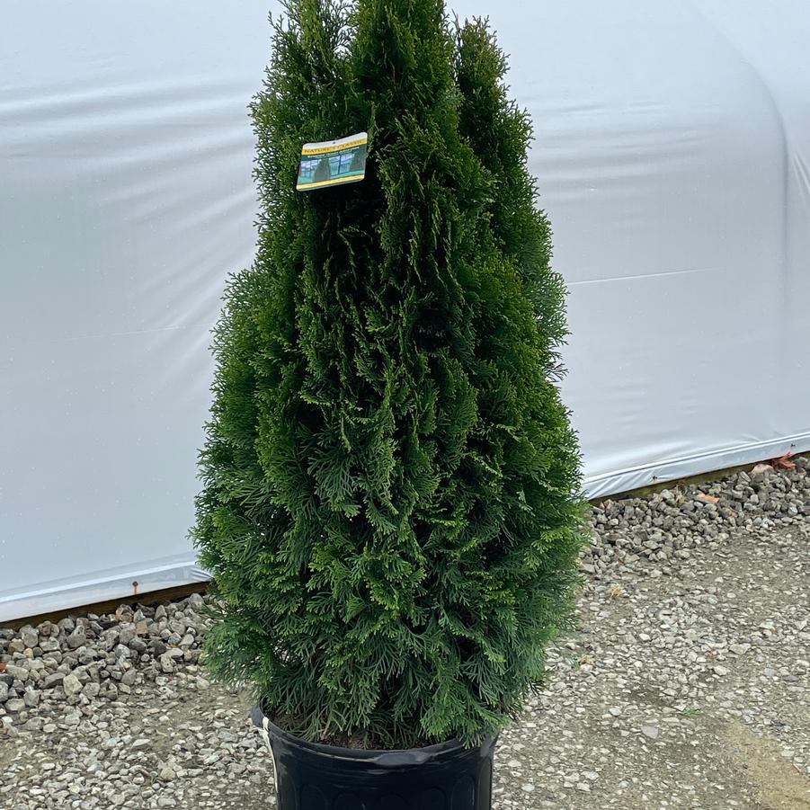 Thuja occidentalis Smaragd (Spiral)