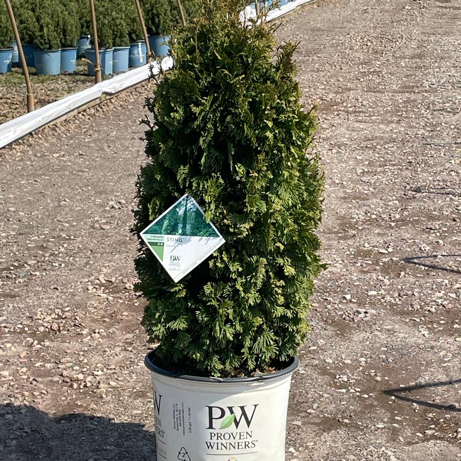 Thuja occidentalis Sting® PP34292