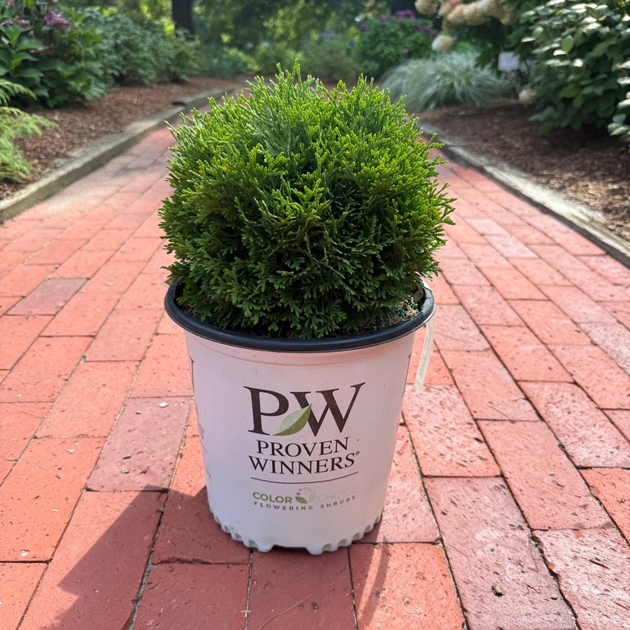 Thuja occidentalis Tater Tot® PP30761