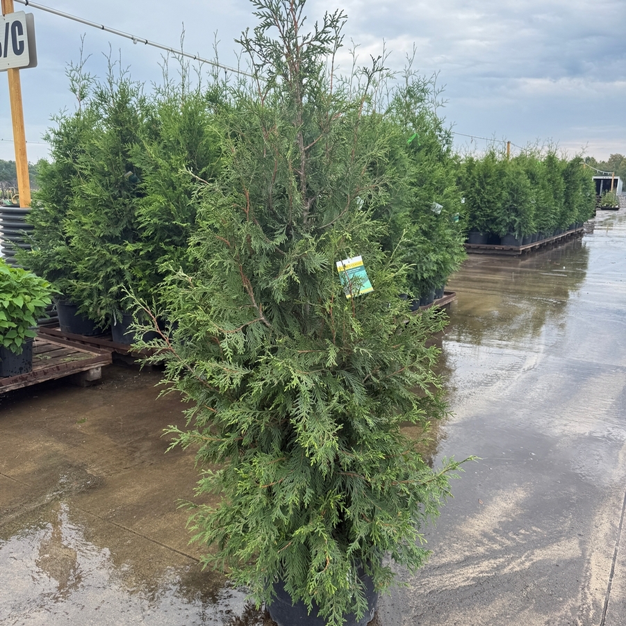 Thuja plicata Green Giant