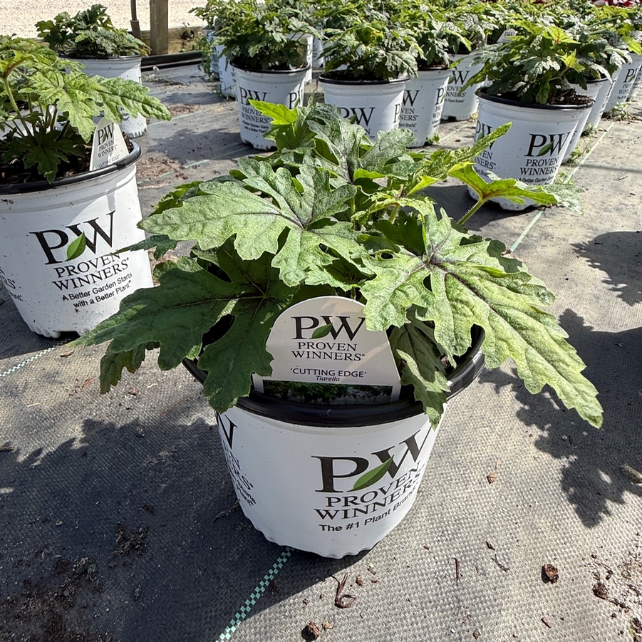 Tiarella Cutting Edge