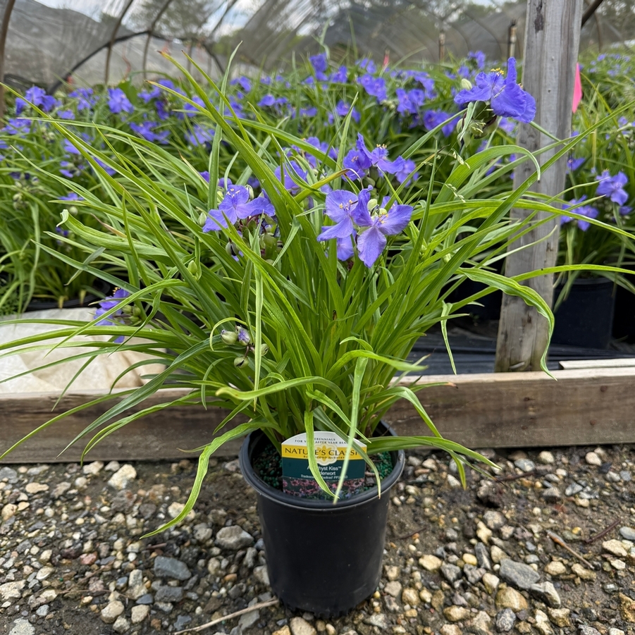 Tradescantia Amethyst Kiss™ PP24733