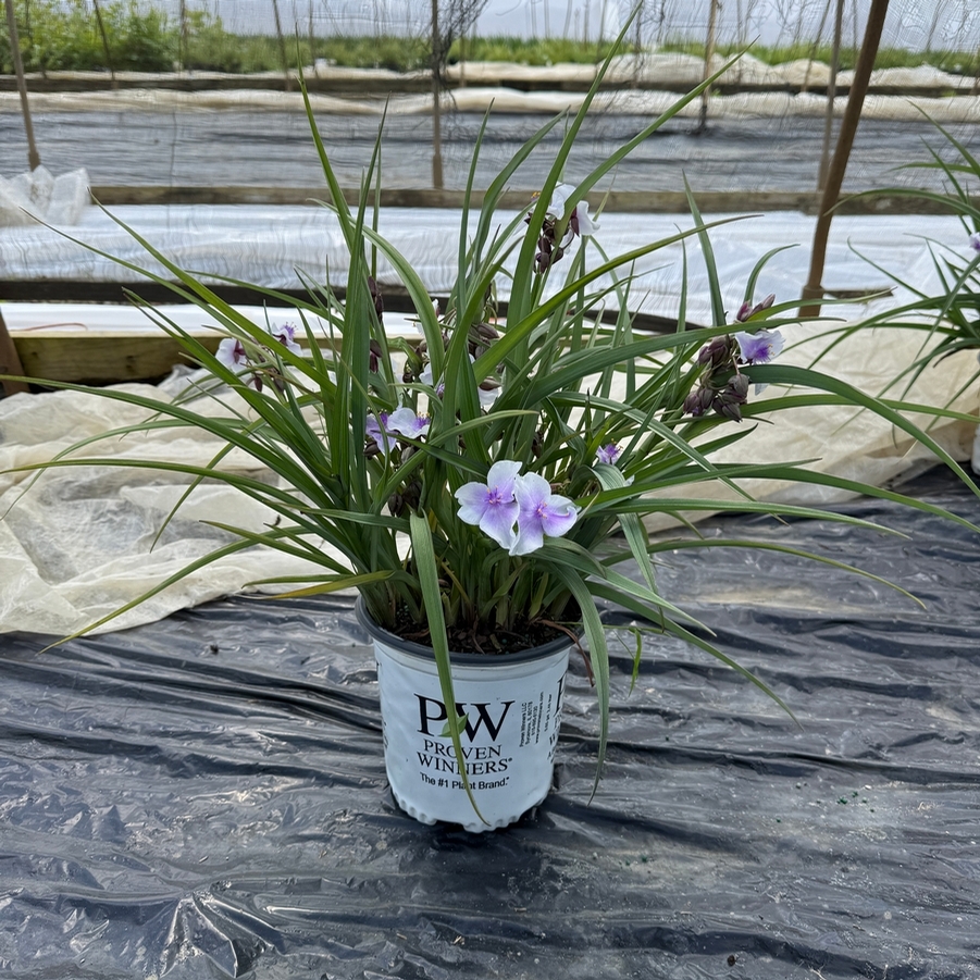 Tradescantia Webmaster