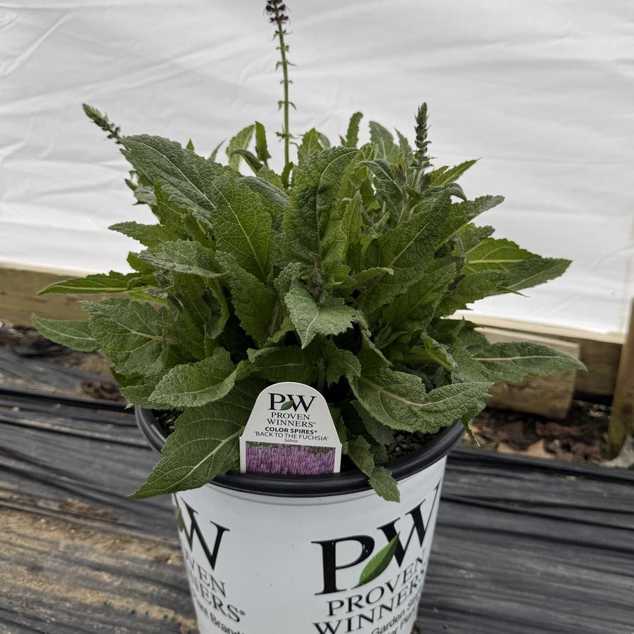 Salvia Color Spires® Back to the Fuchsia