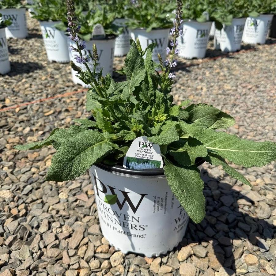 Salvia Color Spires® Crystal Blue