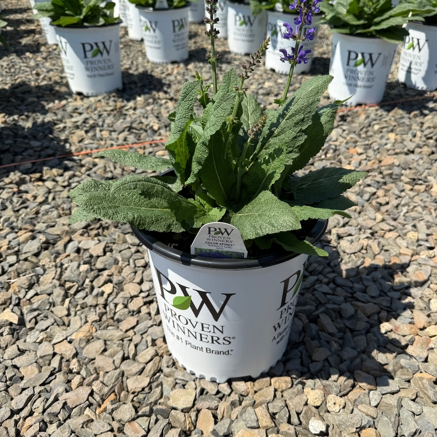 Salvia Color Spires® Indiglo Girl