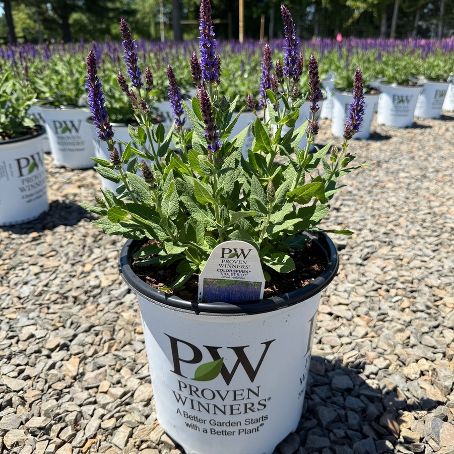 Salvia Color Spires® Violet Riot