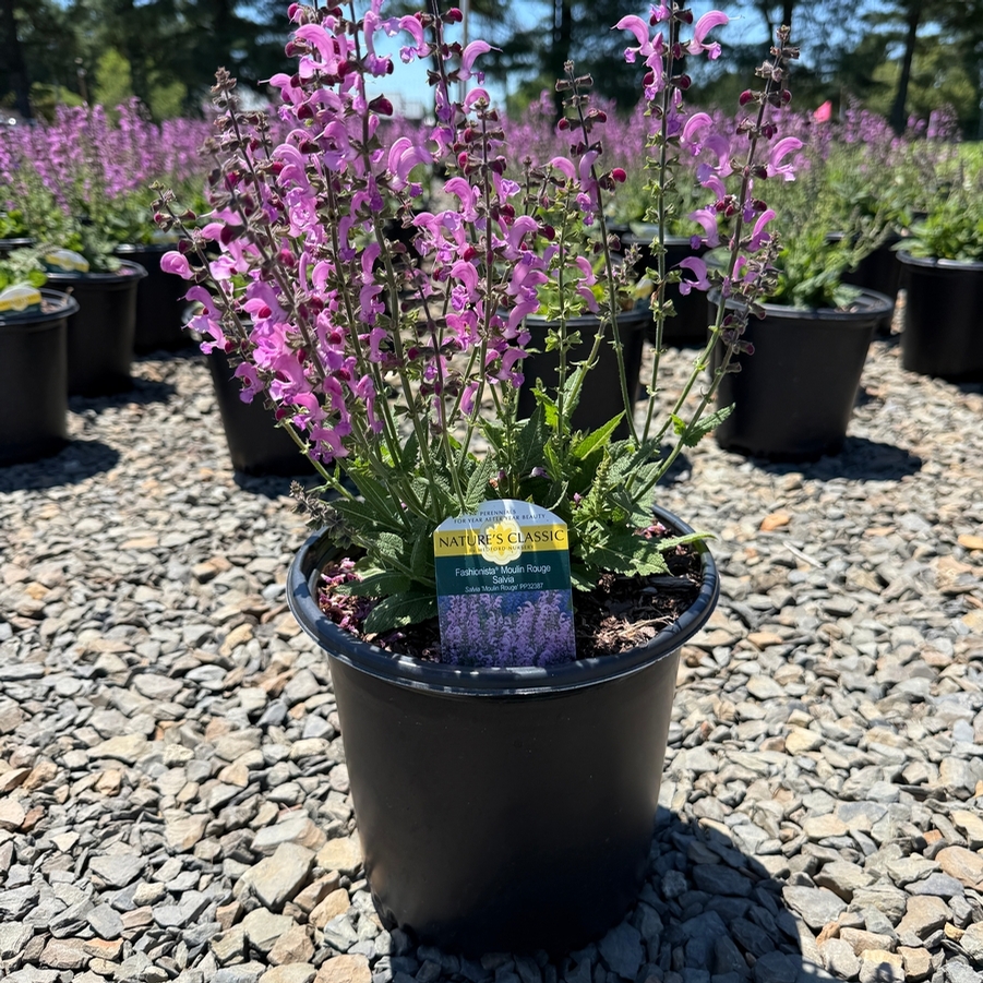 Salvia Fashionista® Moulin Rouge