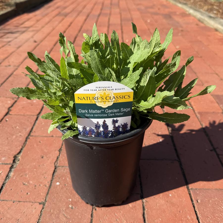 Salvia nemorosa Dark Matter™