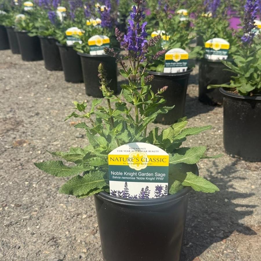 Salvia nemorosa Noble Knight