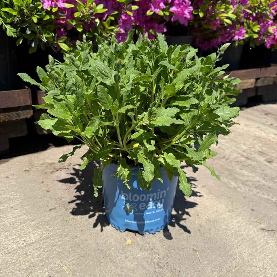 Salvia nemorosa Perpetual Purple™ PPAF