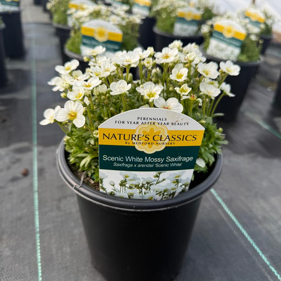 Saxifraga x arendsii Scenic White