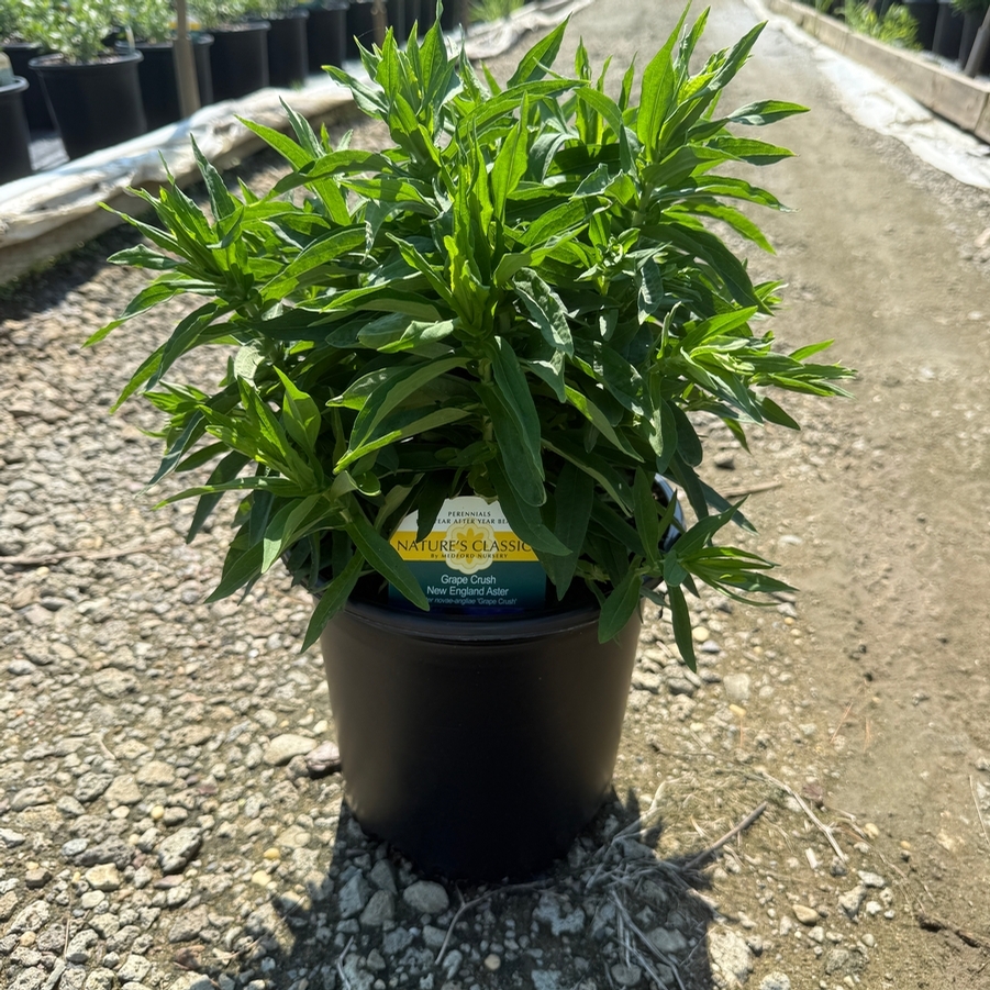 Aster novae-angliae Grape Crush