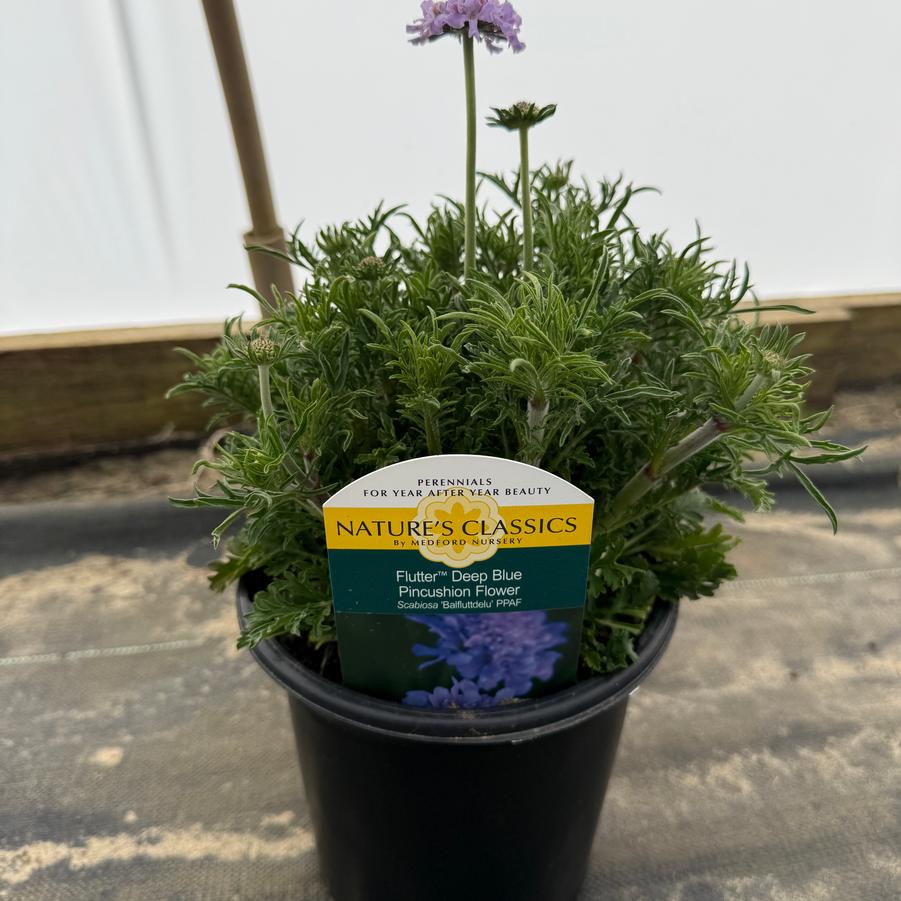 Scabiosa columbaria Flutter® Deep Blue PP28043