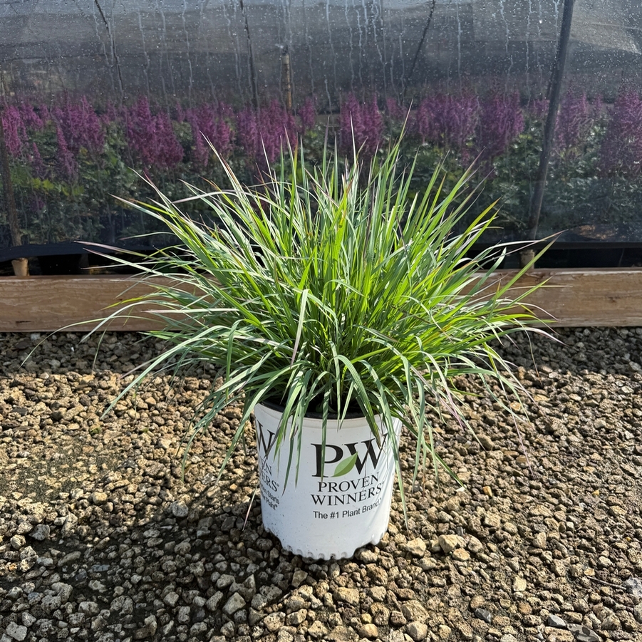 Schizachyrium scoparium Prairie Winds® Blue Paradise