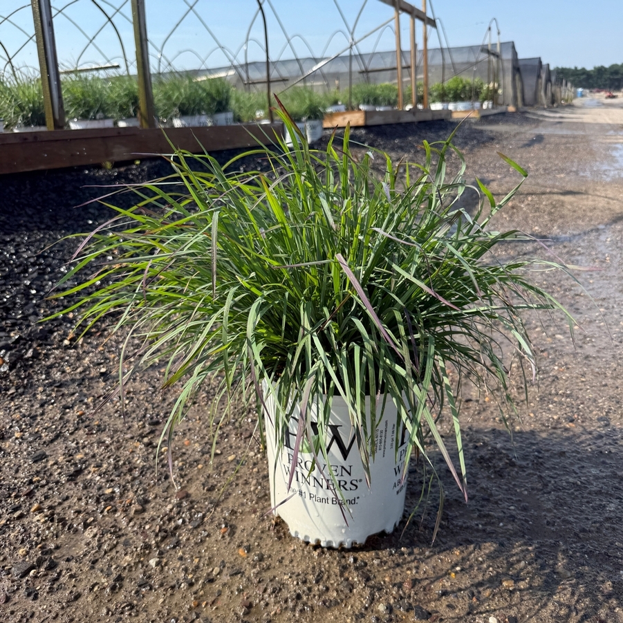 Schizachyrium scoparium Prairie Winds® Brush Strokes