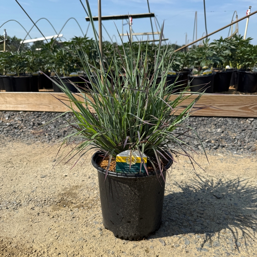 Schizachyrium scoparium Standing Ovation PP25202