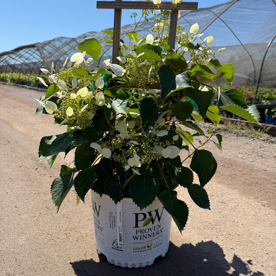 Schizophragma Flirty Girl®