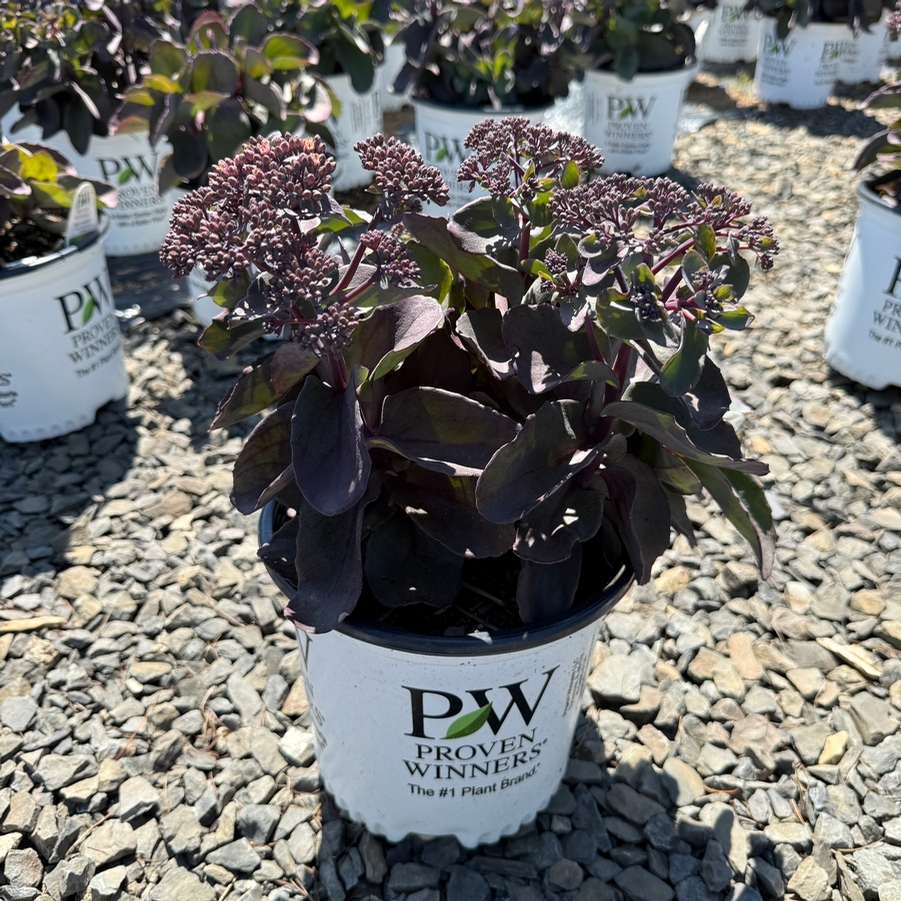 Sedum Rock 'N Grow® Back in Black
