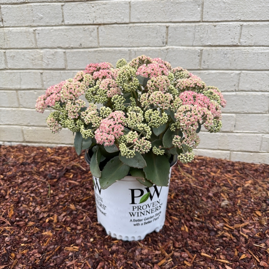 Sedum Rock 'N Grow® Coraljade