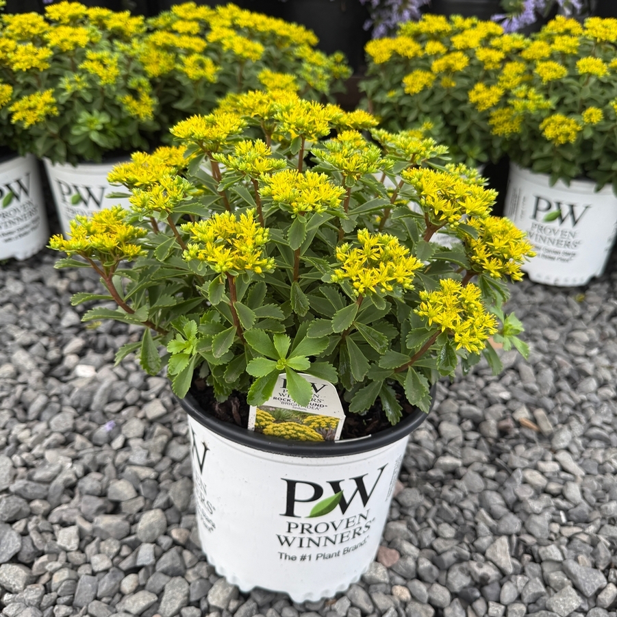 Sedum Rock 'N Round® Bright Idea