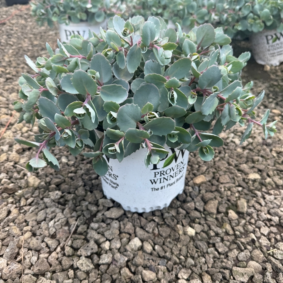 Sedum Rock 'N Round® Popstar
