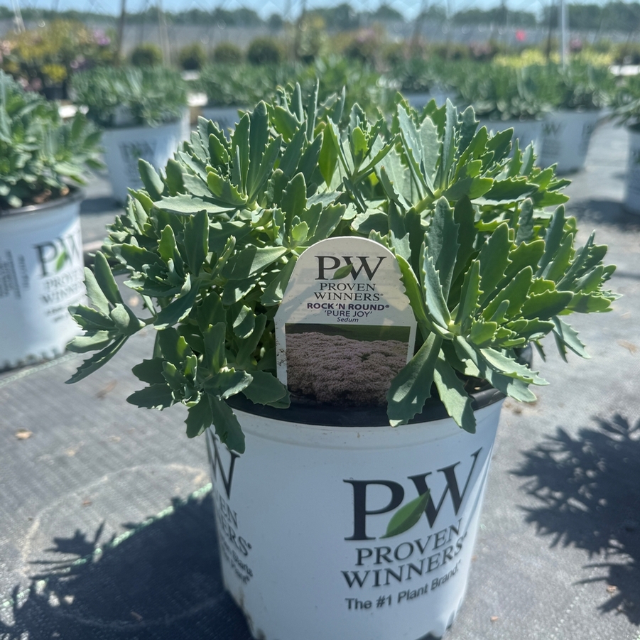 Sedum Rock 'N Round® Pure Joy