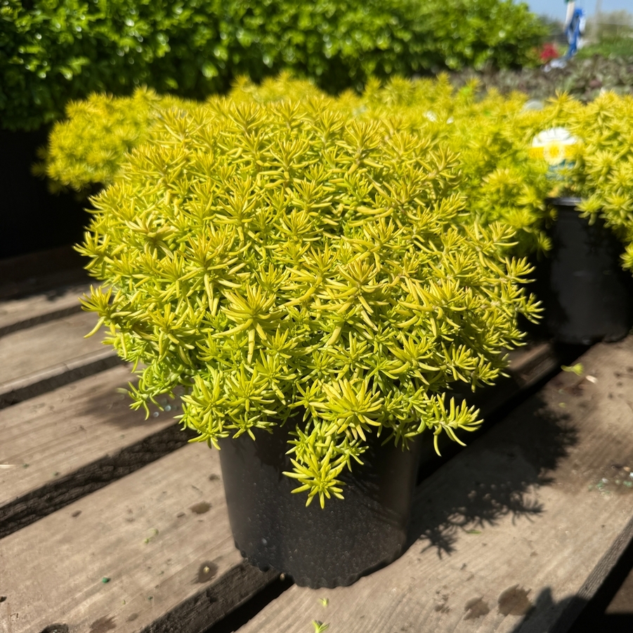 Sedum Sunsparkler® Angelina's Teacup