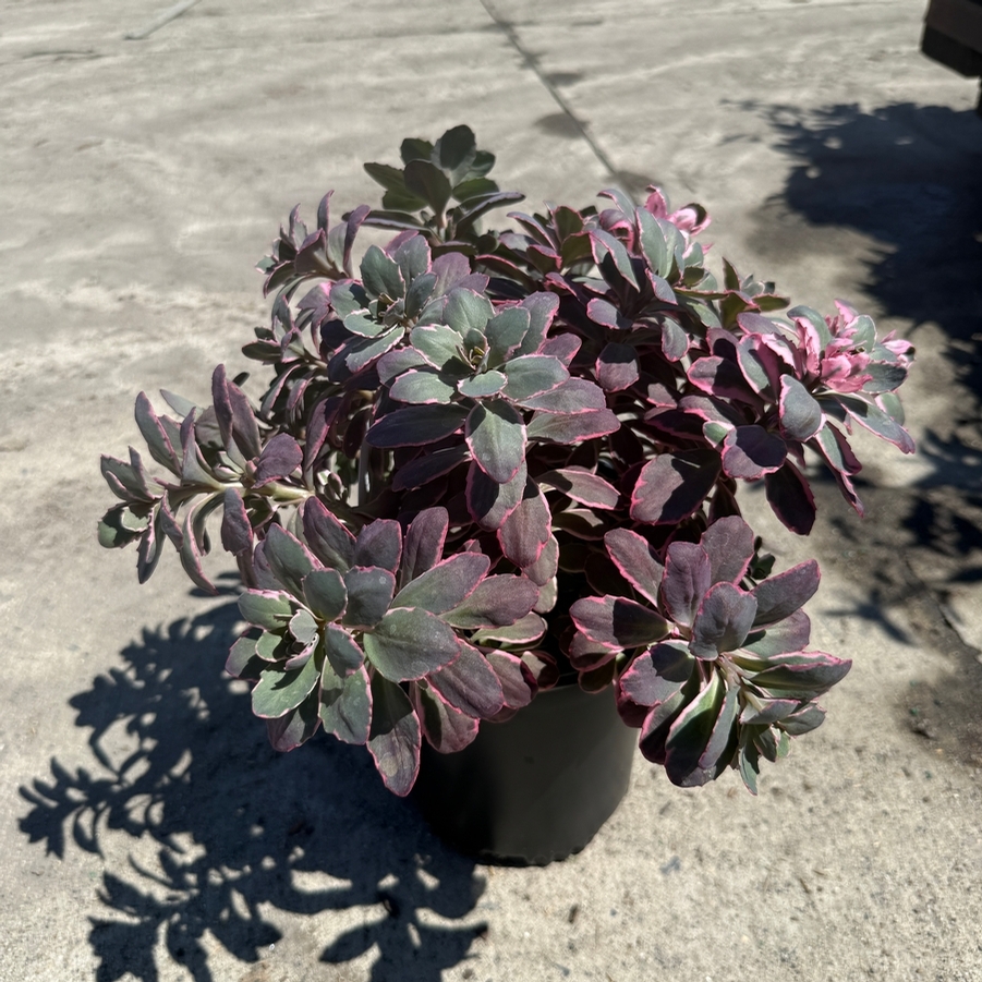 Sedum Sunsparkler® Dream Dazzler