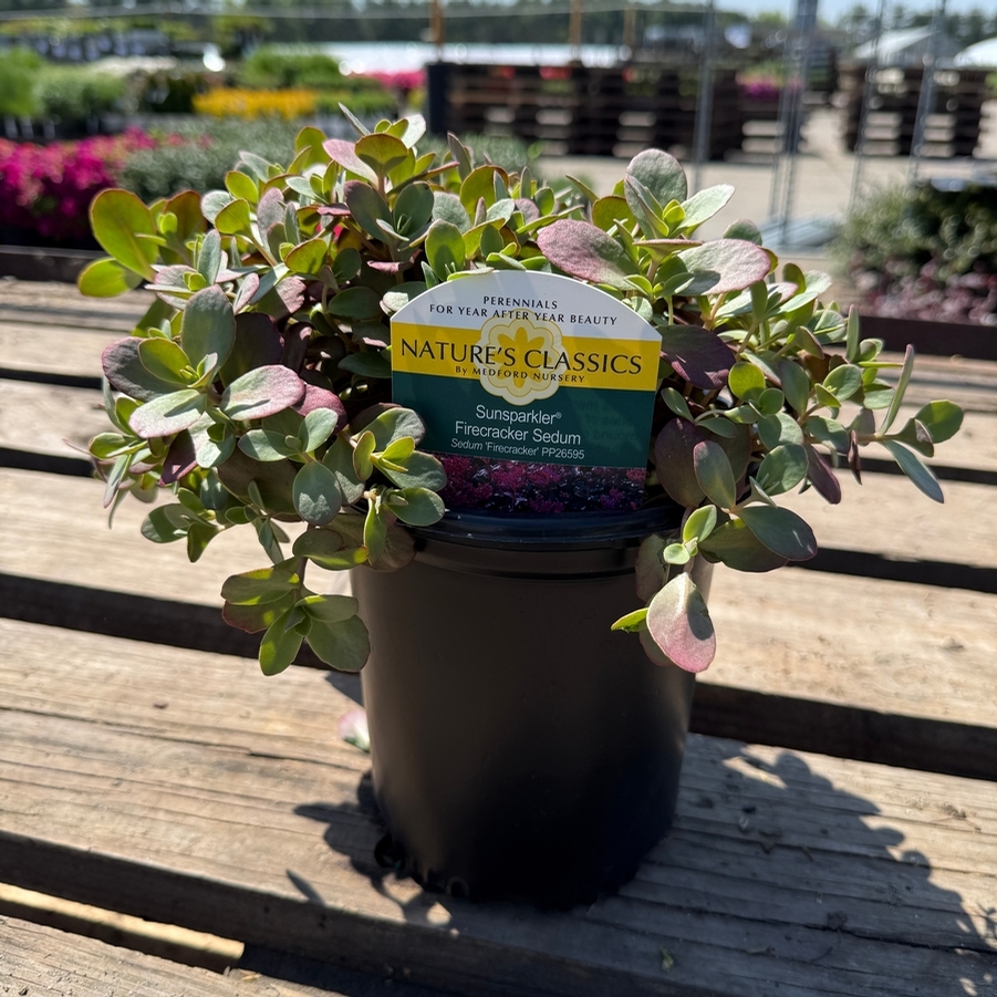 Sedum Sunsparkler® Firecracker