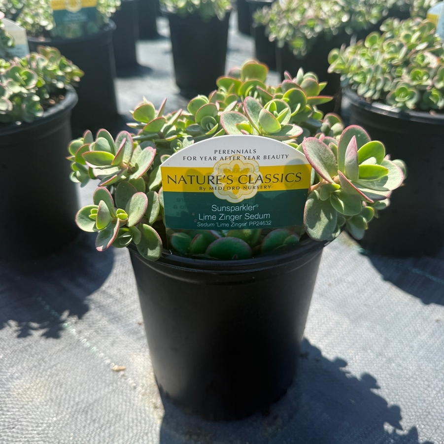 Sedum Sunsparkler® Lime Zinger
