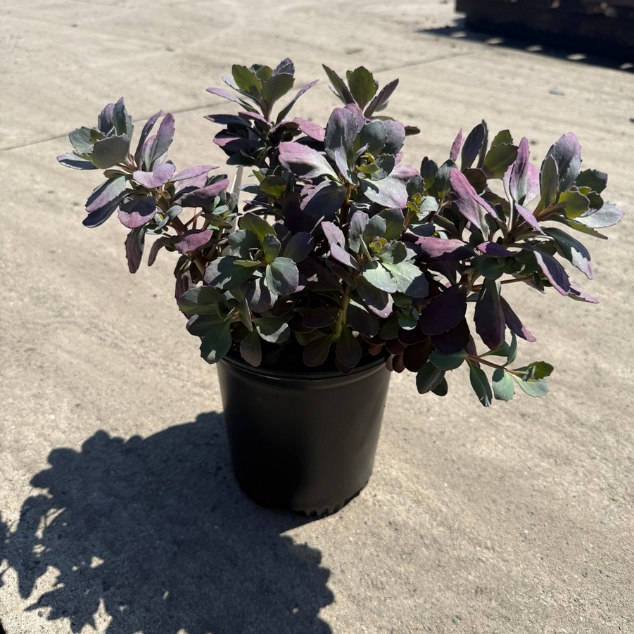 Sedum Sunsparkler® Plum Dazzled