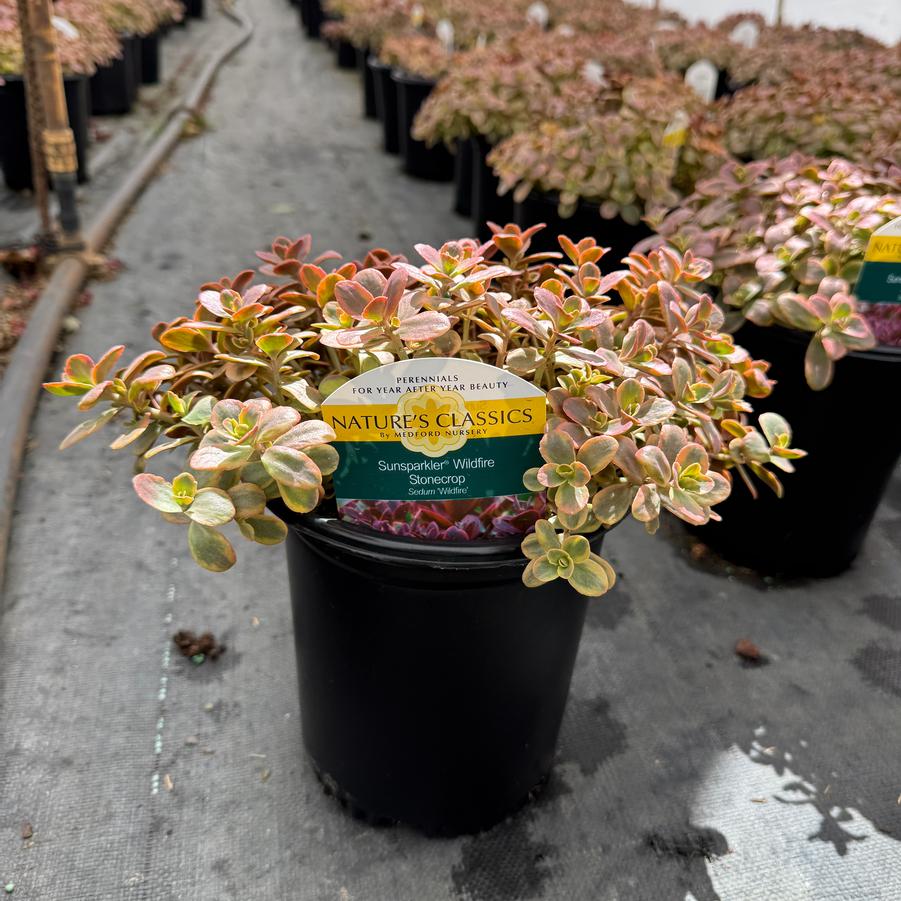 Sedum Sunsparkler® Wildfire