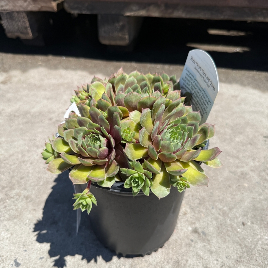 Sempervivum Ruby Heart