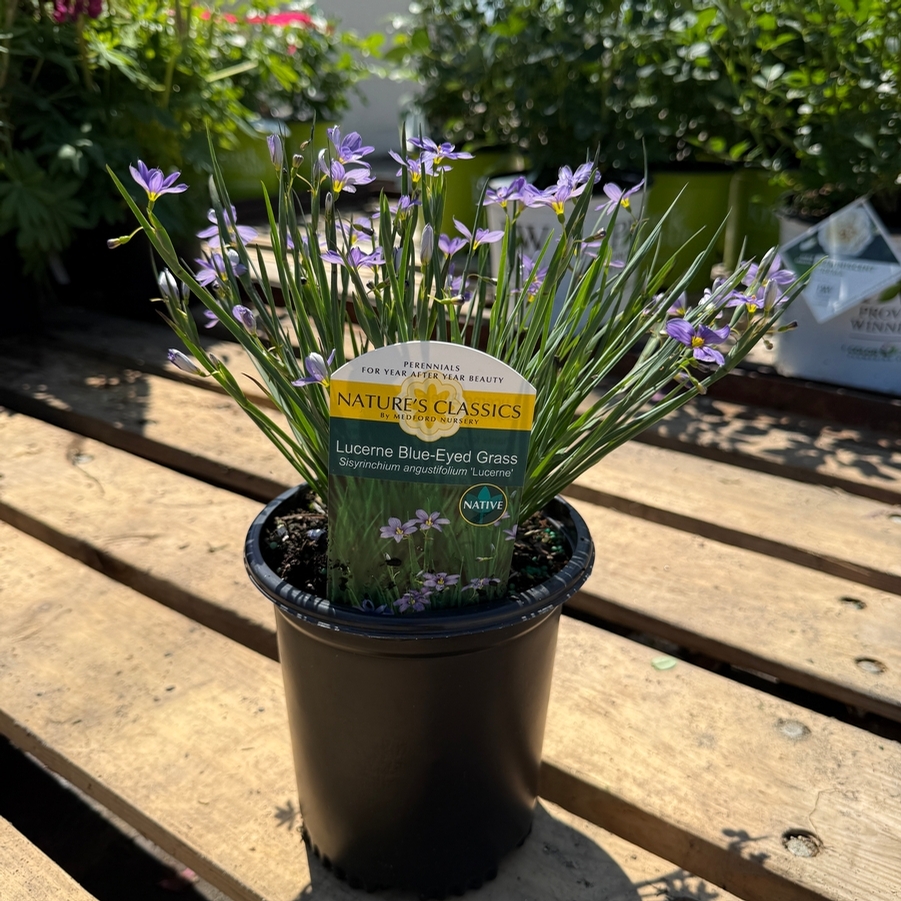 Sisyrinchium angustifolium Lucerne